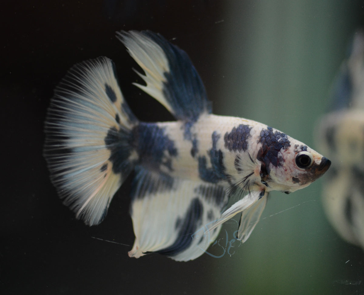 Assorted Blue Marble Delta-tail Male