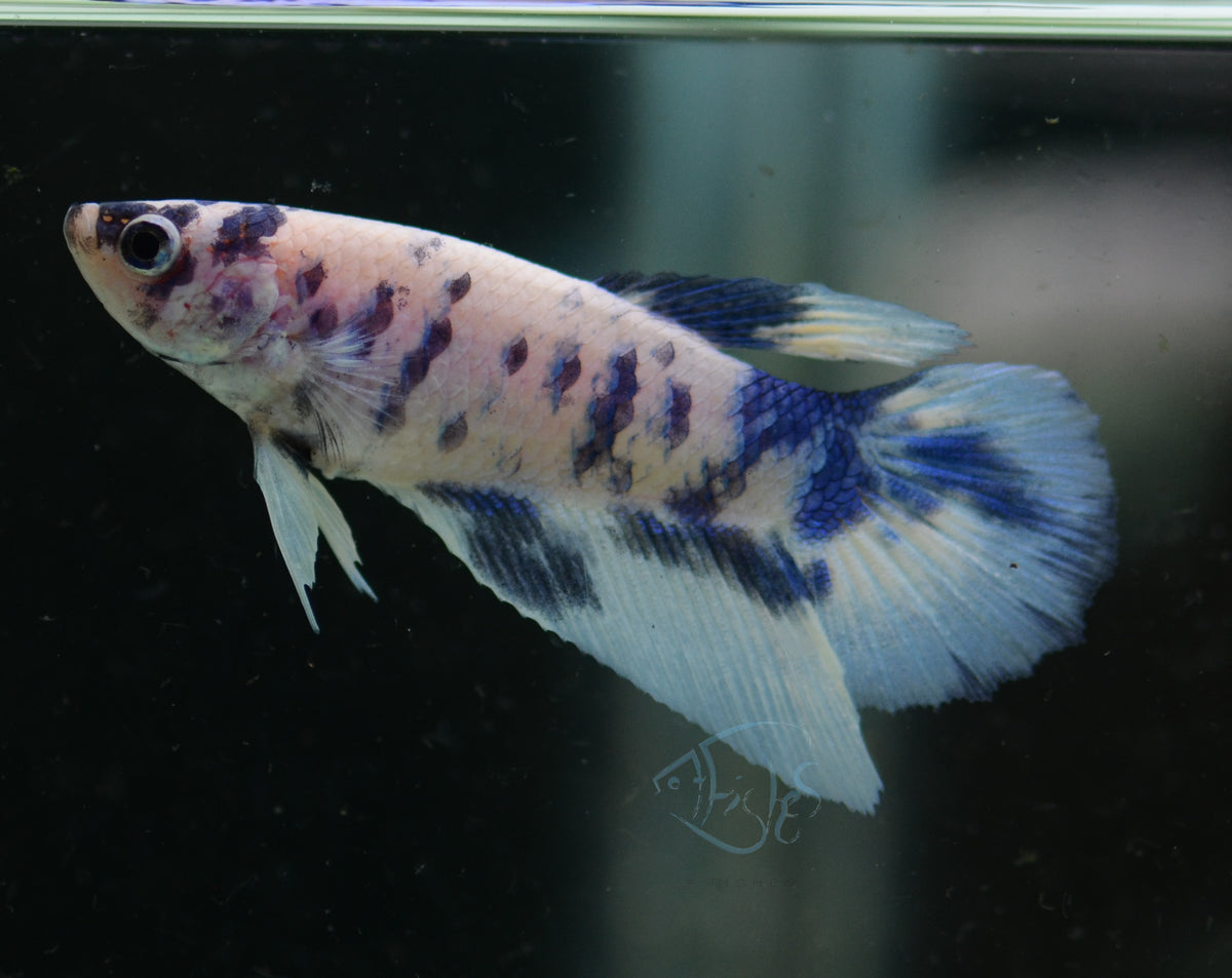 Blue Marble Delta-tail Female