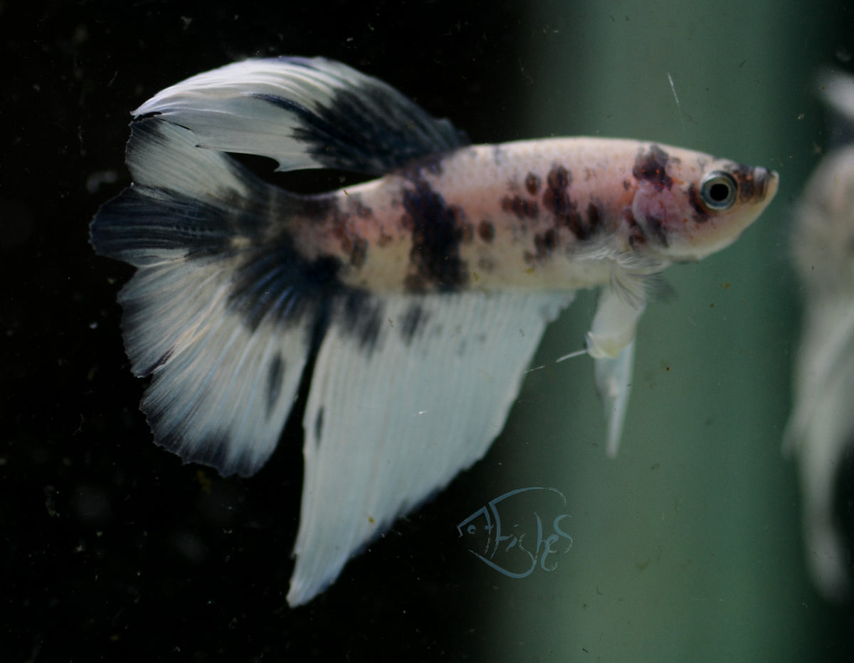 Assorted Blue Marble Delta-tail Male