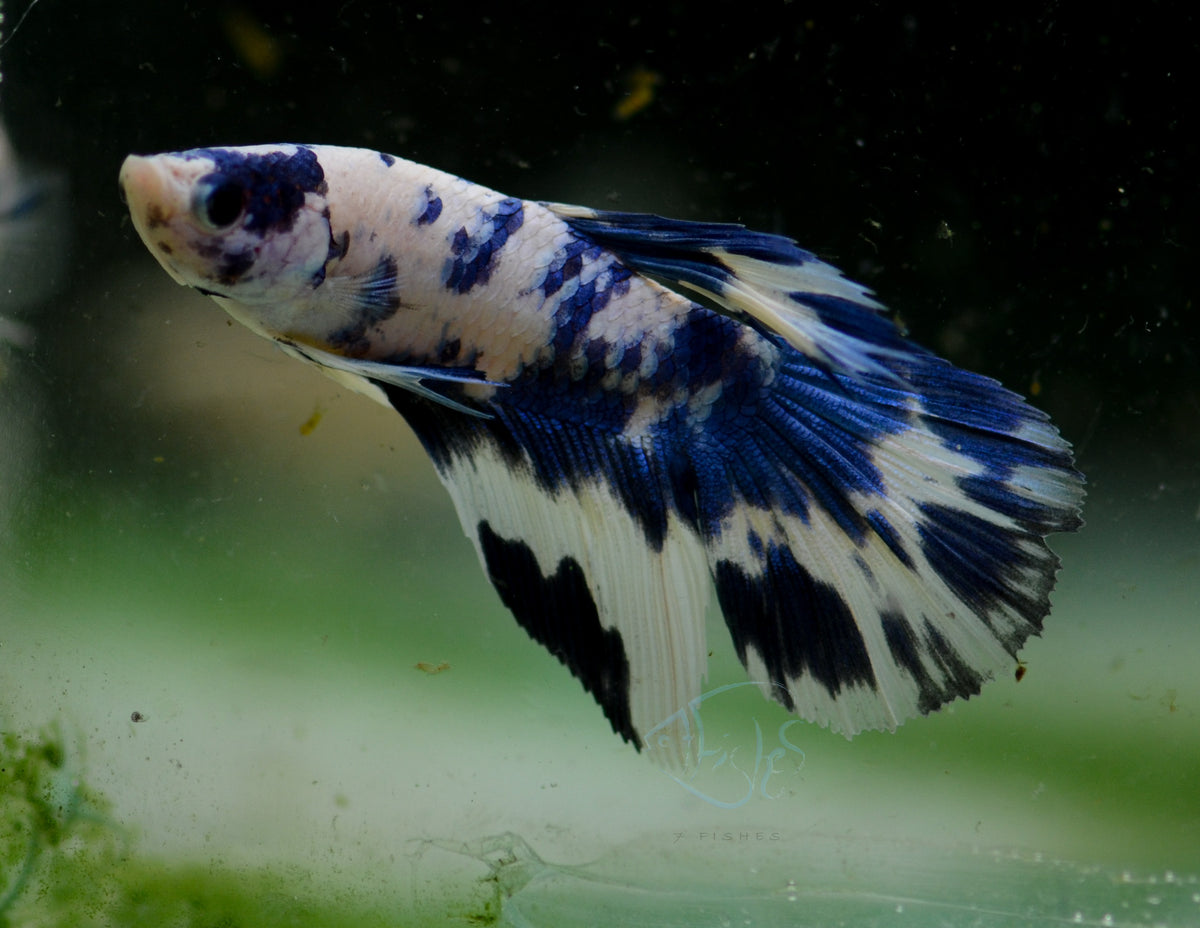 Assorted Blue Marble Delta-tail Male