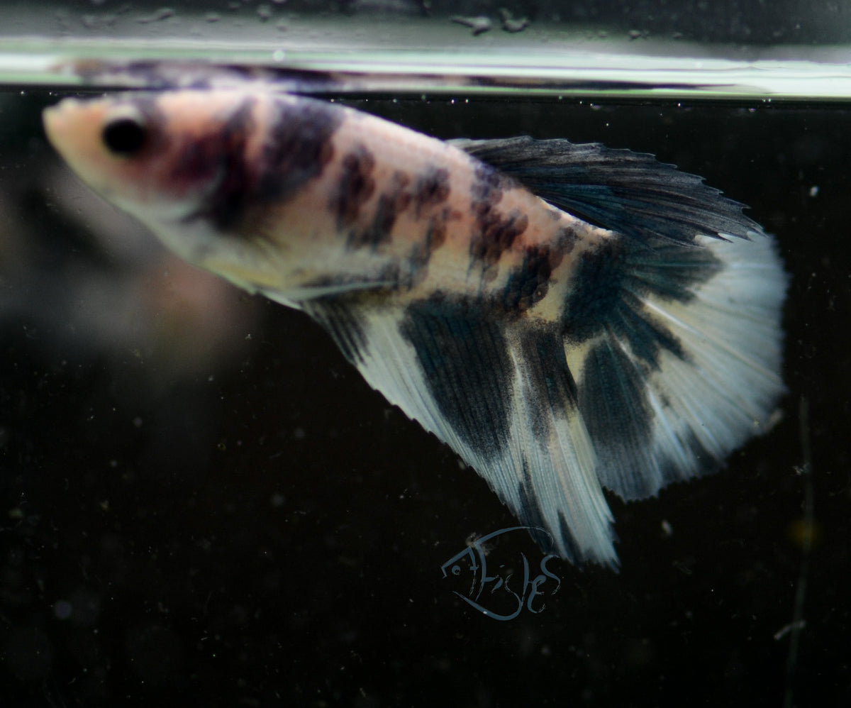 Blue Marble Delta-tail Female