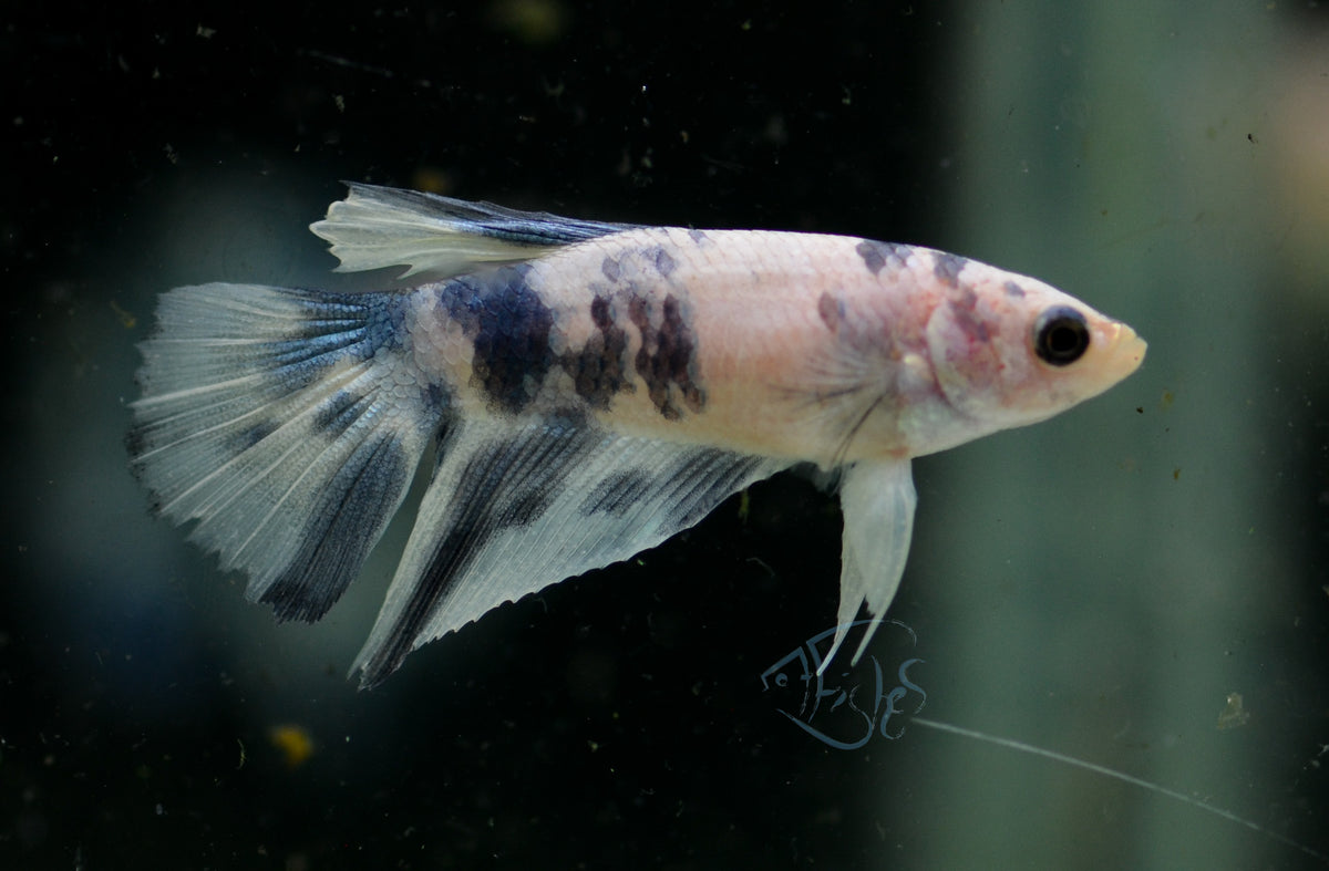 Blue Marble Delta-tail Female