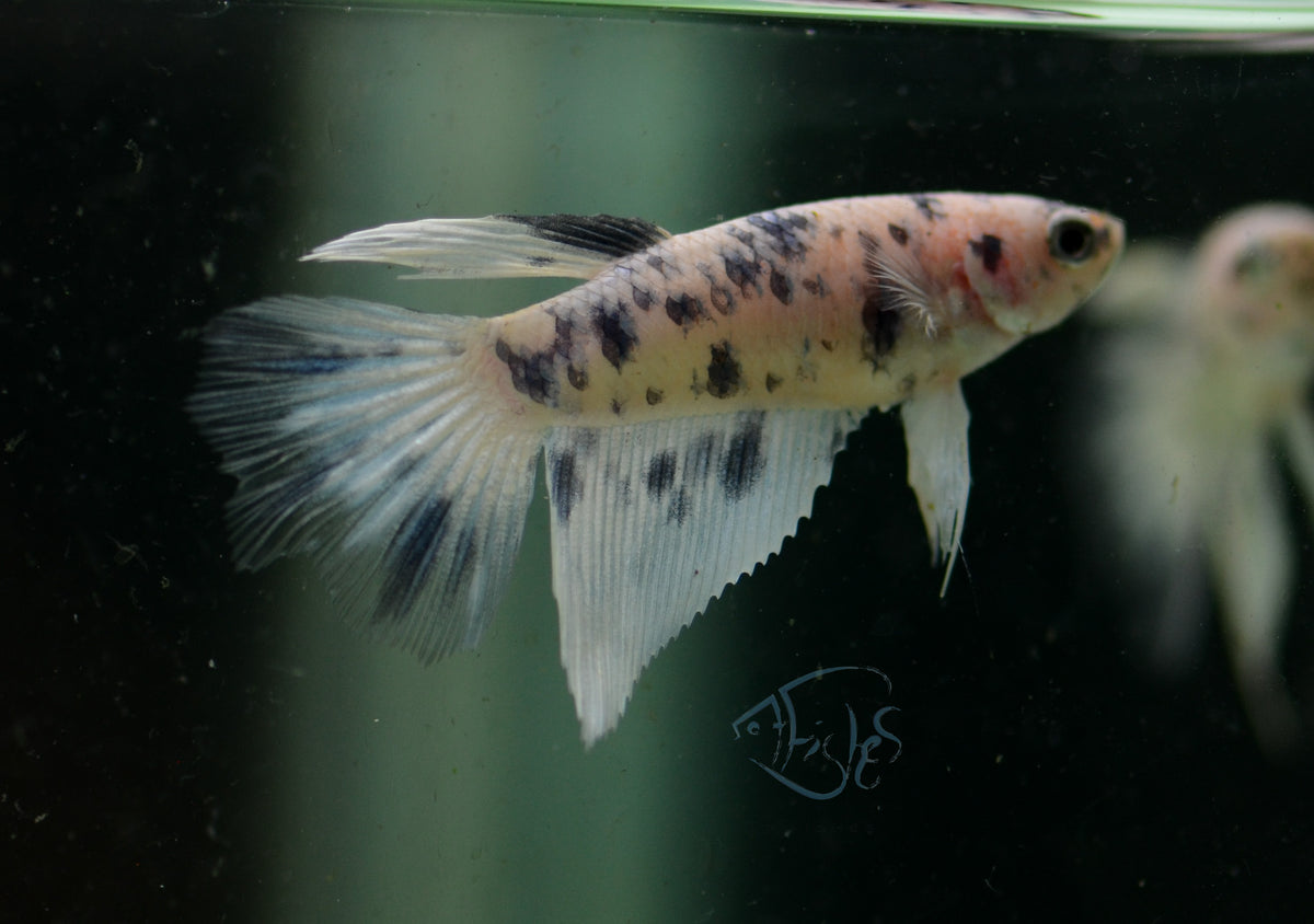 Blue Marble Delta-tail Female