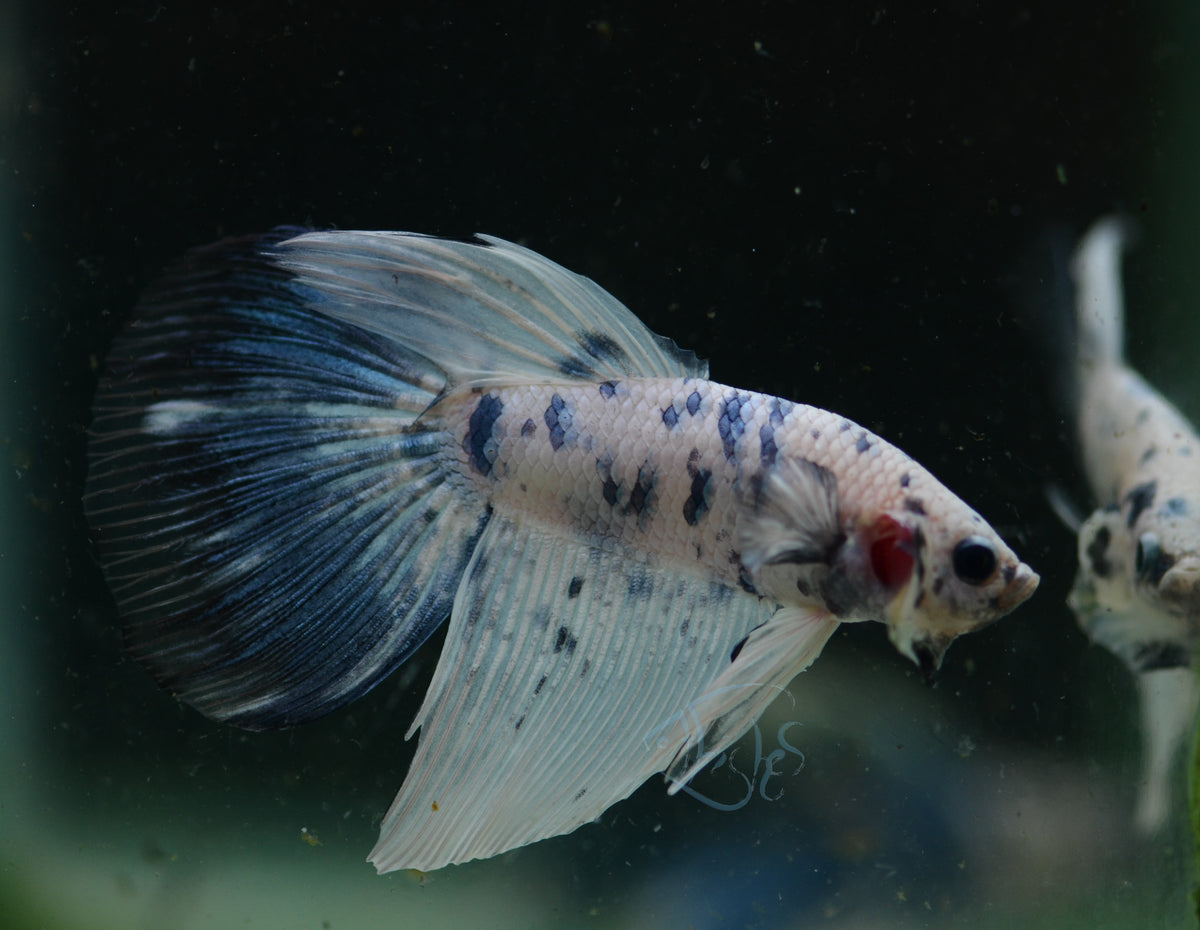 Assorted Blue Marble Delta-tail Male