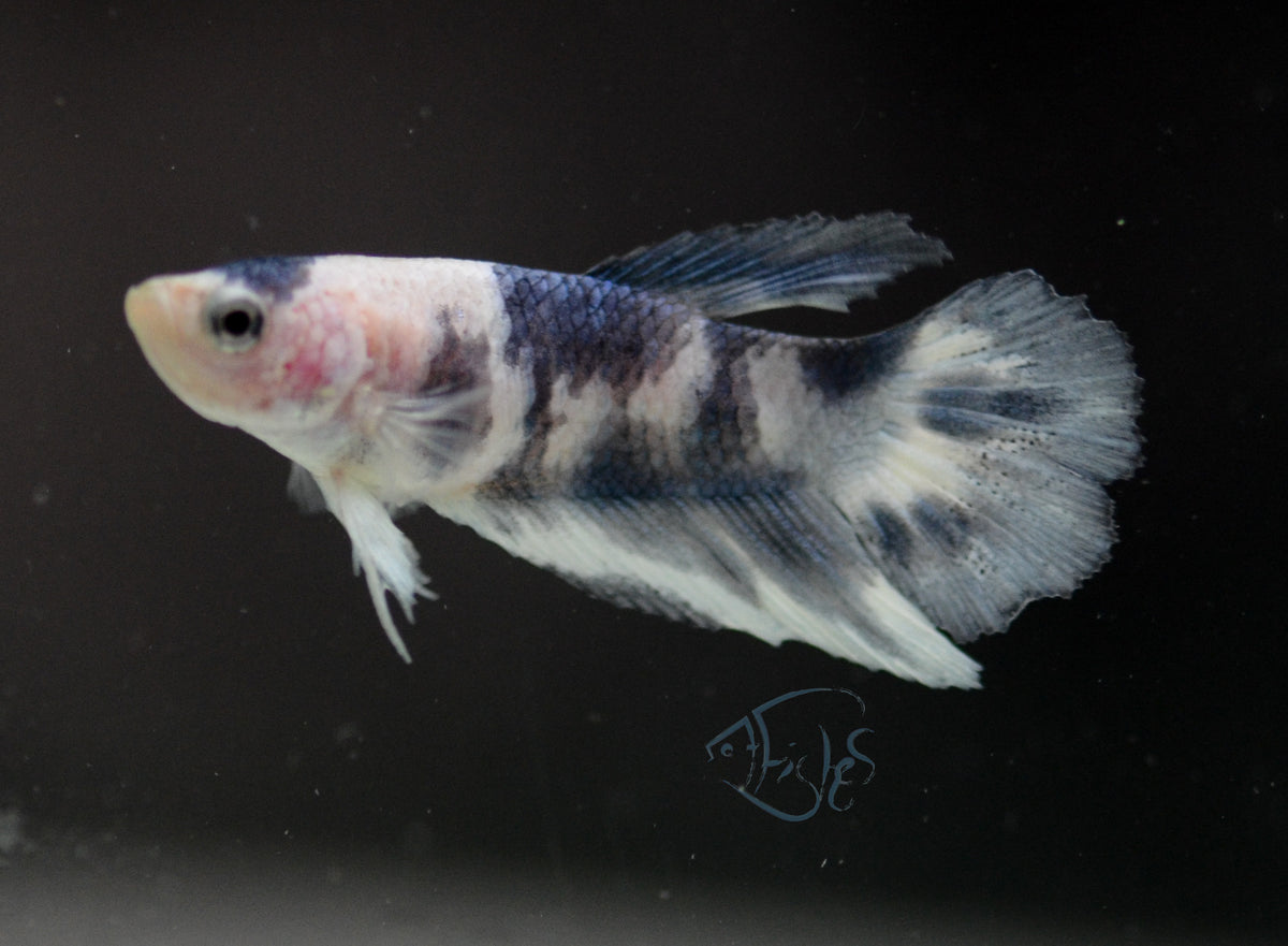 Blue Marble Delta-tail Female