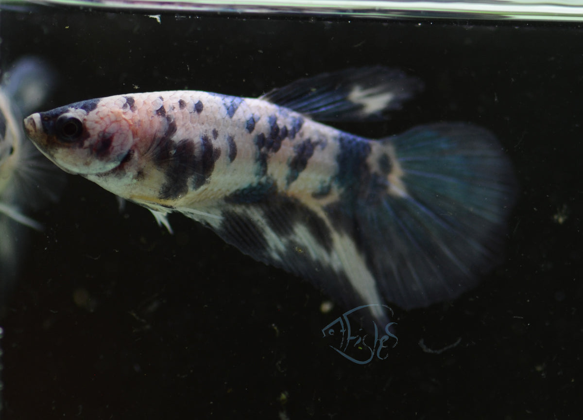 Blue Marble Delta-tail Female