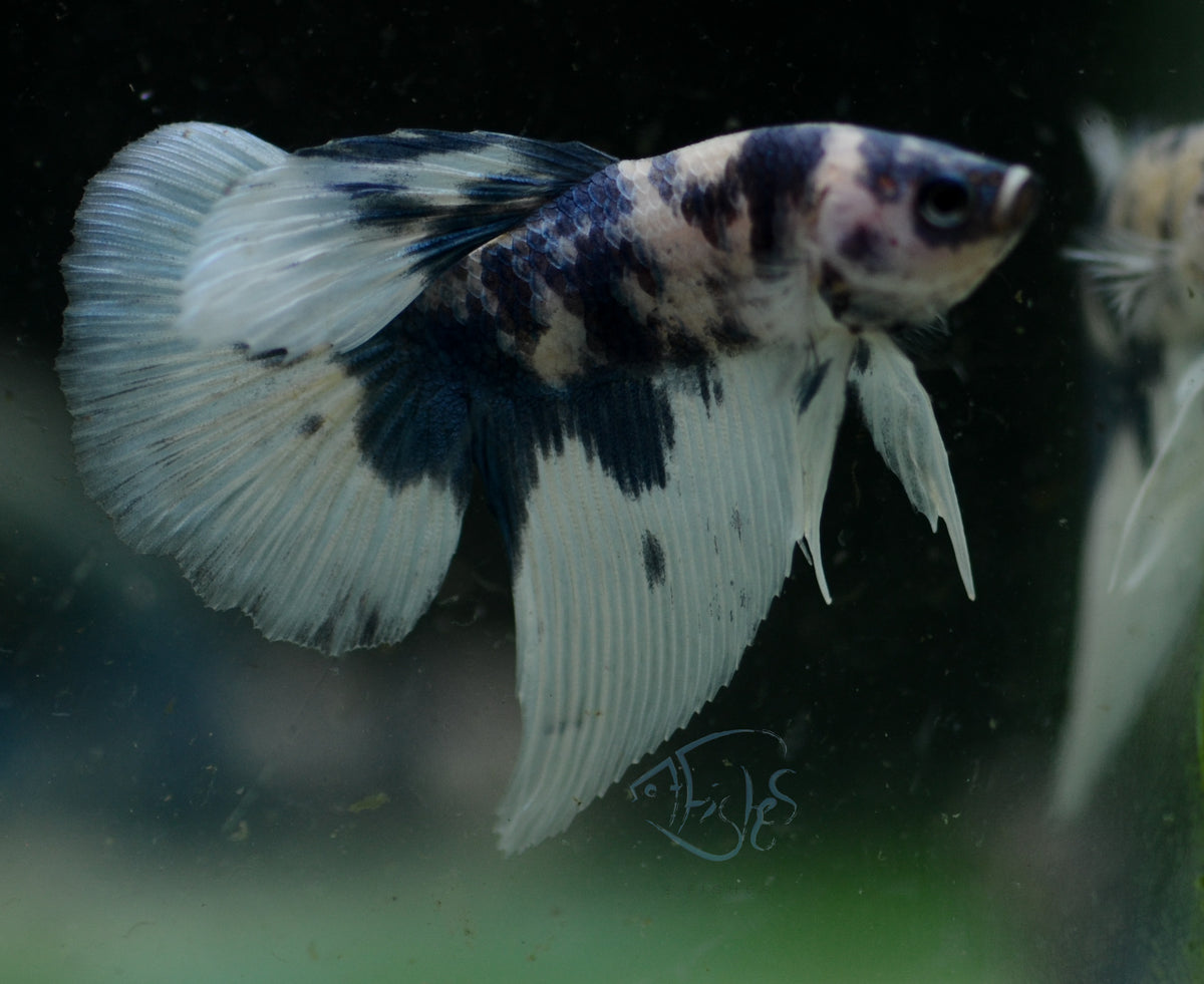 Assorted Blue Marble Delta-tail Male