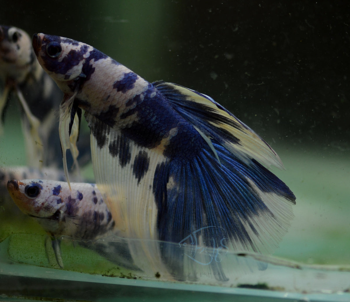 Assorted Blue Marble Delta-tail Male