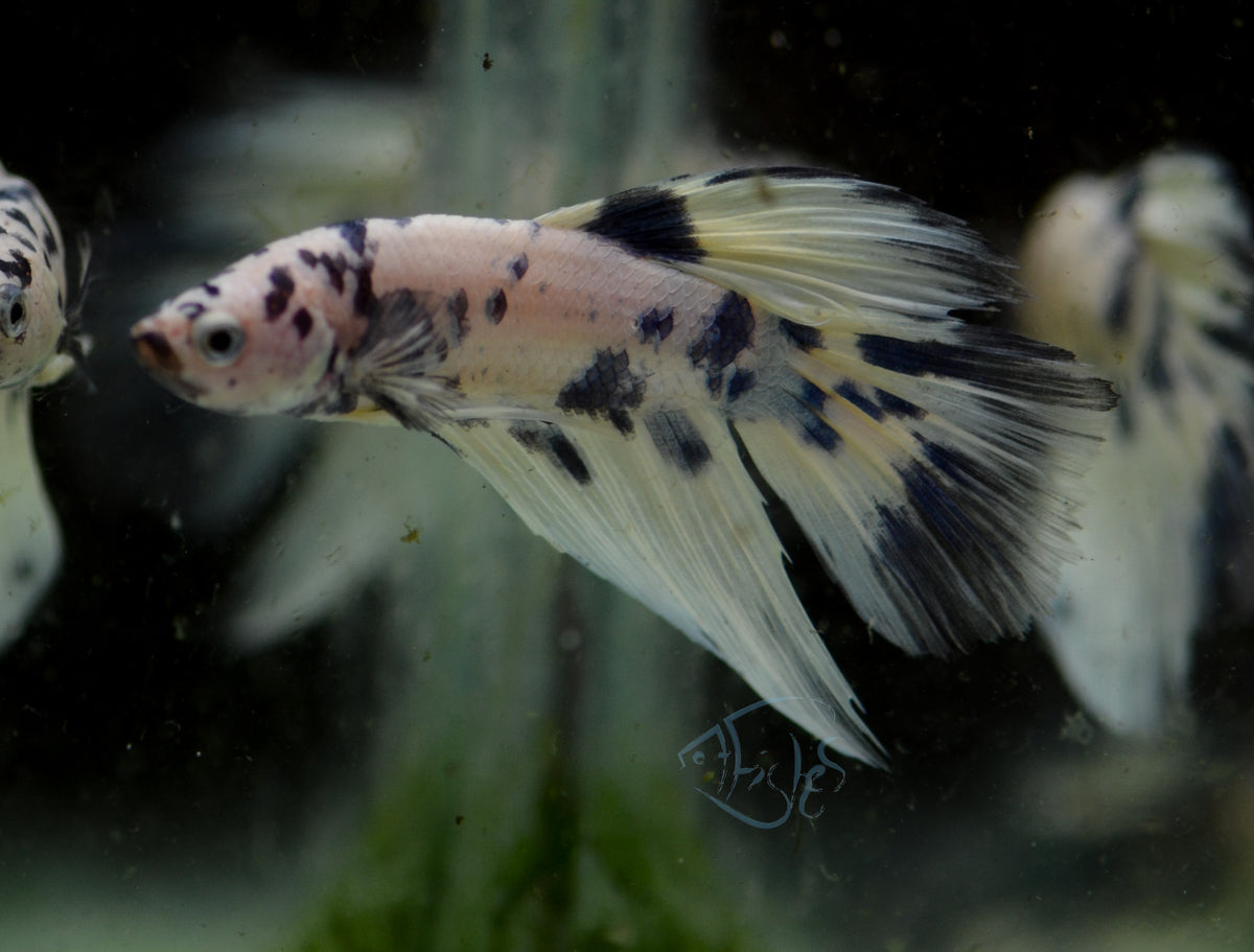 Assorted Blue Marble Delta-tail Male