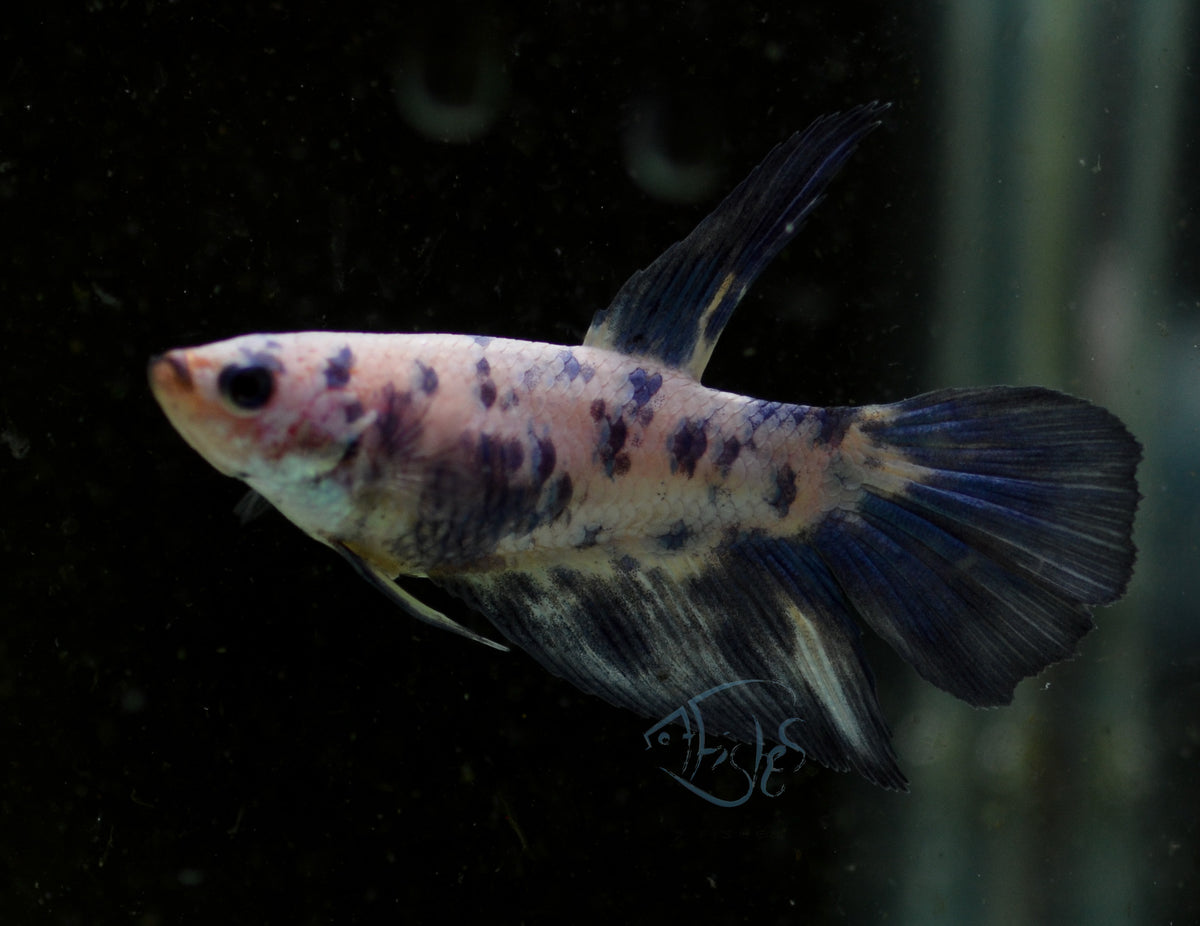 Blue Marble Delta-tail Female