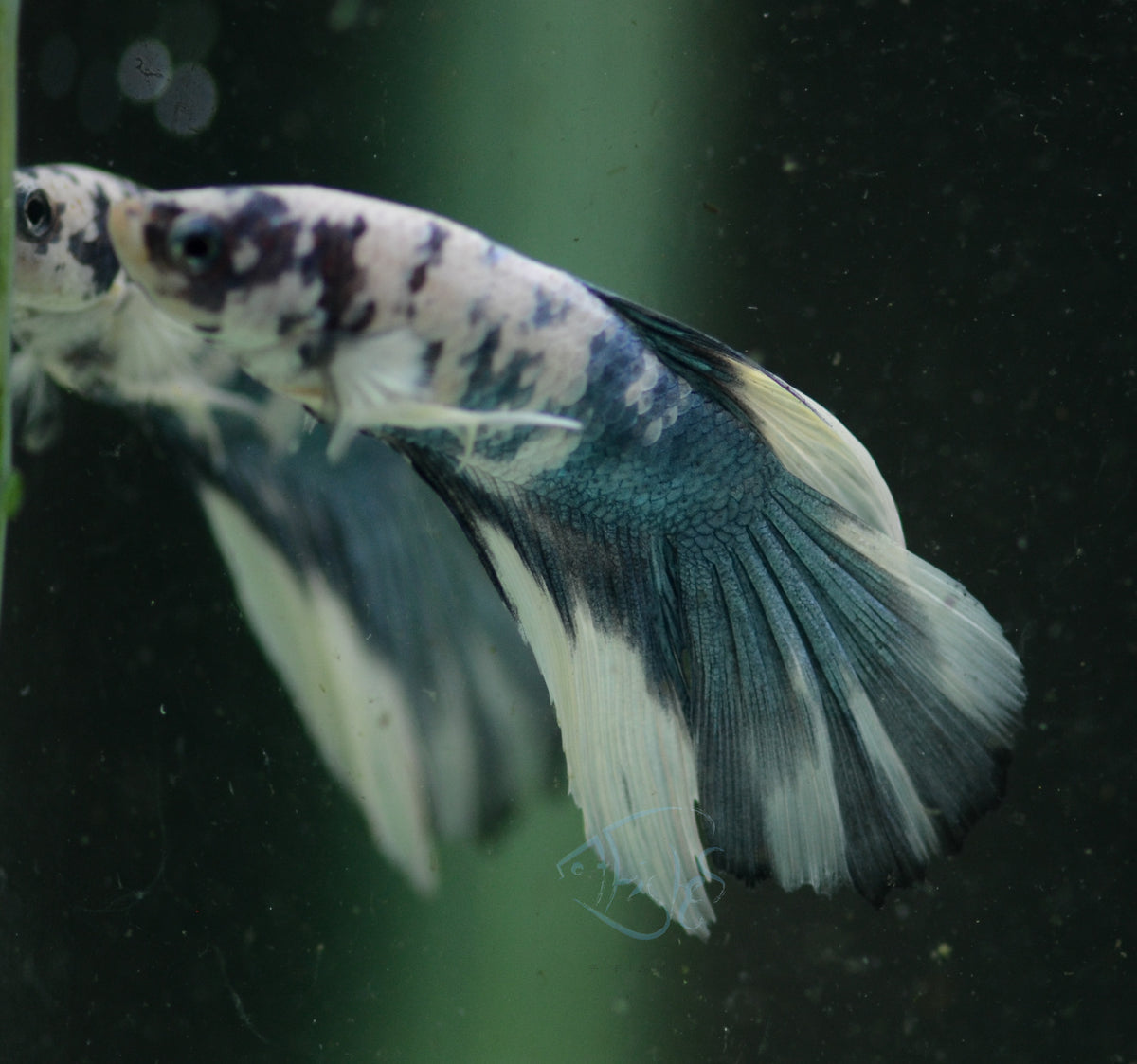 Assorted Blue Marble Delta-tail Male