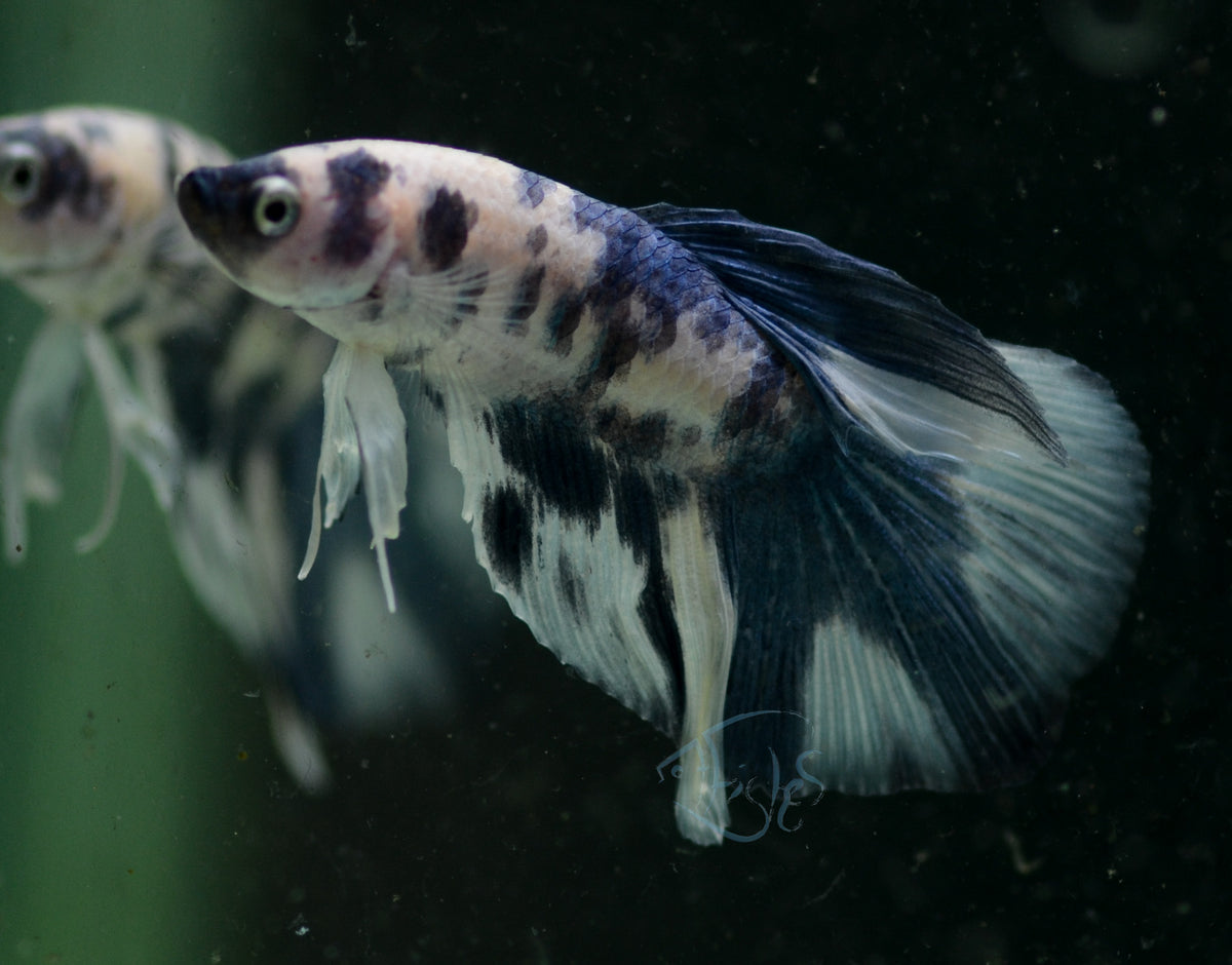 Assorted Blue Marble Delta-tail Male