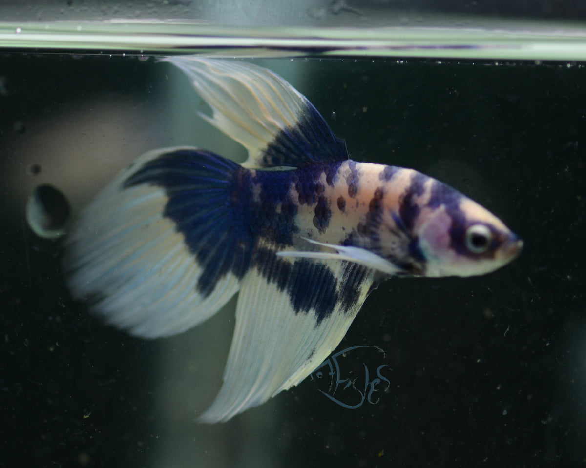 Assorted Blue Marble Delta-tail Male