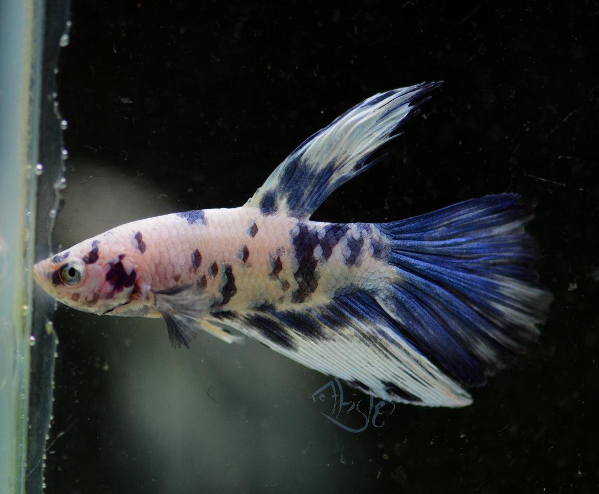 Assorted Blue Marble Delta-tail Male