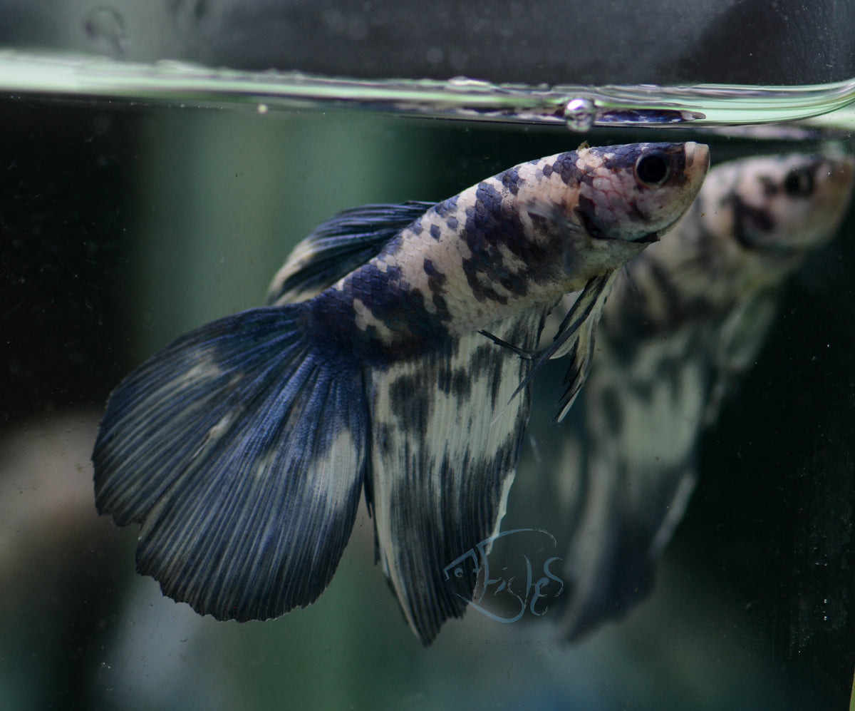 Assorted Blue Marble Delta-tail Male