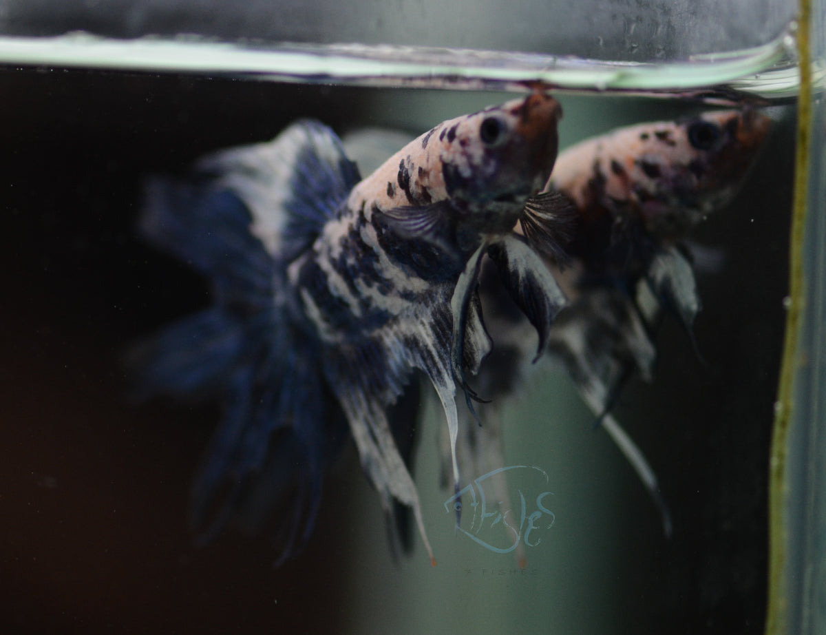 Assorted Blue Marble Delta-tail Male *Nipped Fins*