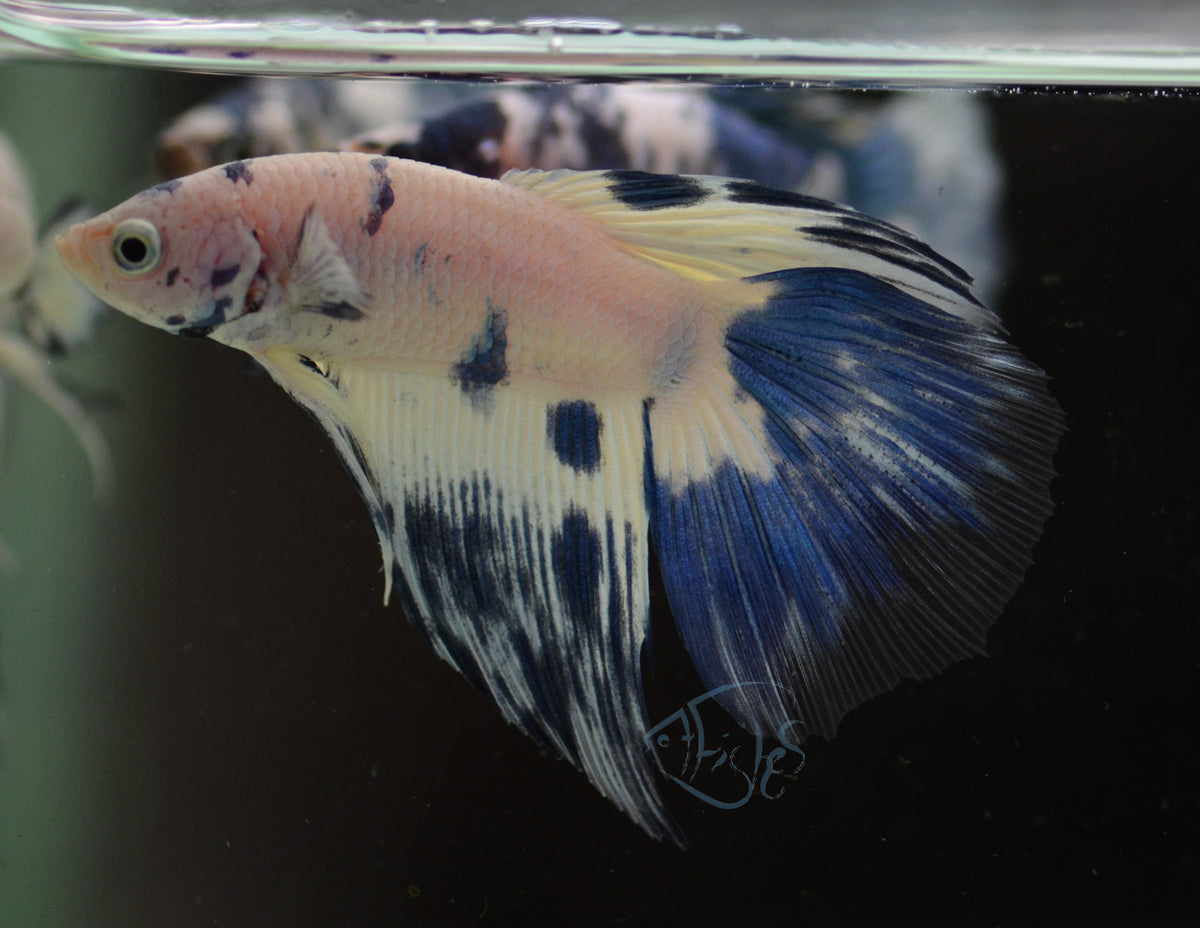 Assorted Blue Marble Delta-tail Male