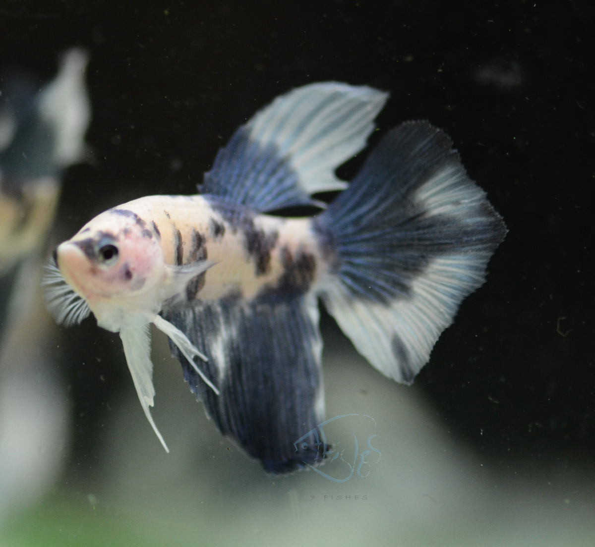 Assorted Blue Marble Delta-tail Male