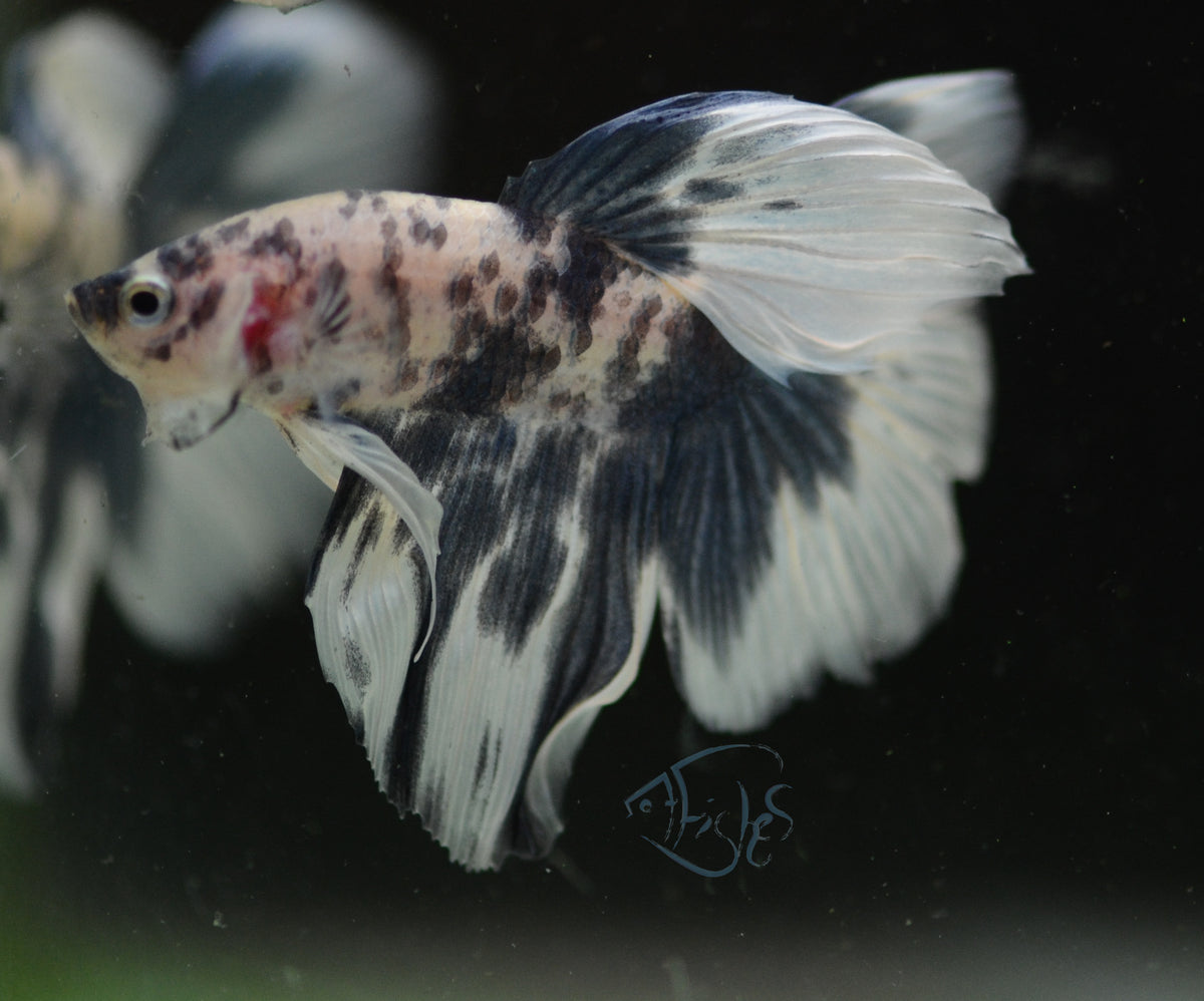 Assorted Blue Marble Delta-tail Male