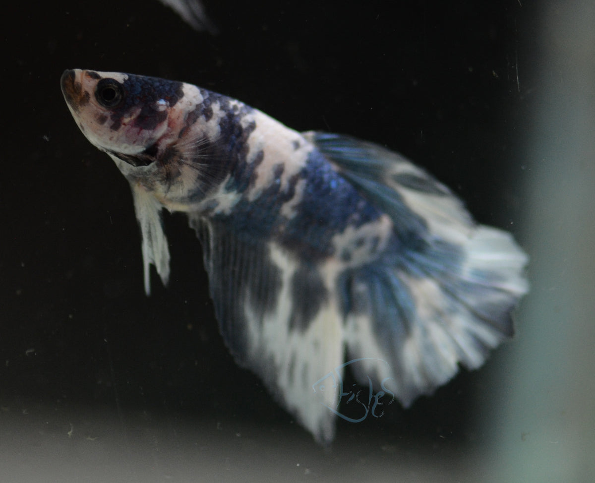 Blue Marble Delta-tail Female