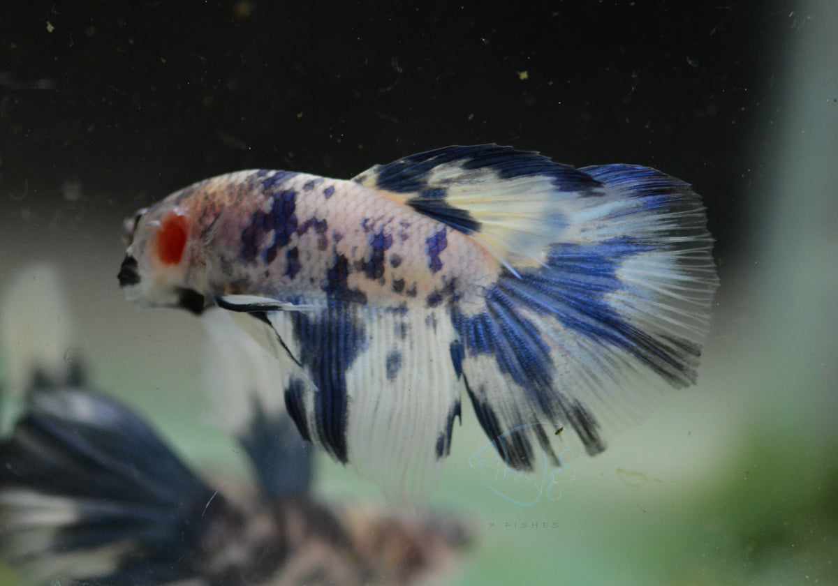 Assorted Blue Marble Delta-tail Male