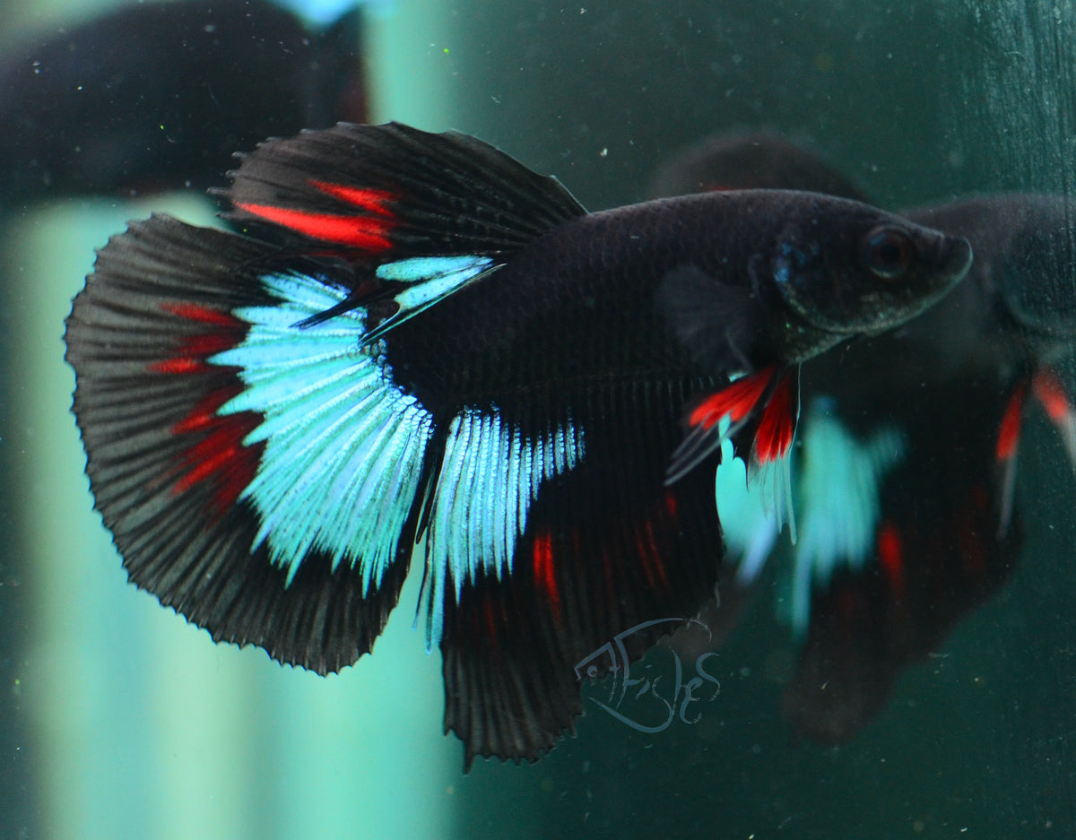 Black Light Delta-tail Male