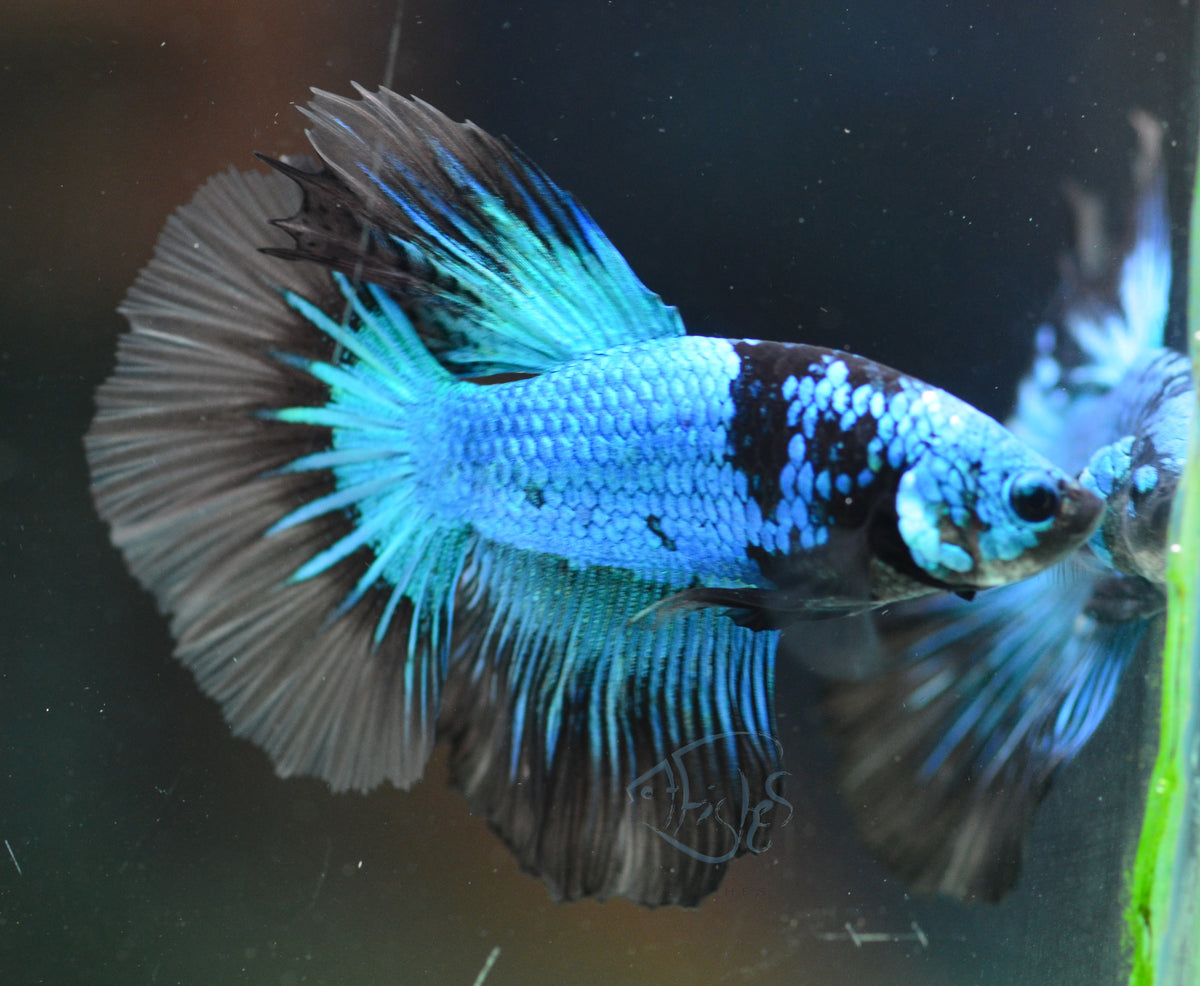 Avatar Delta-tail Male
