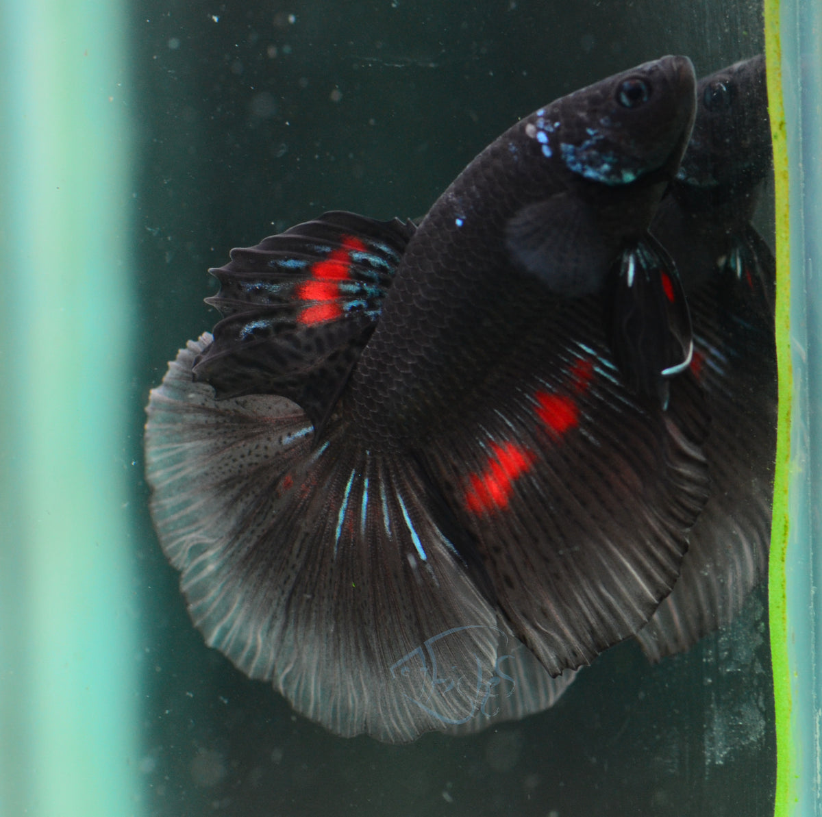 Black Fancy Halfmoon Male