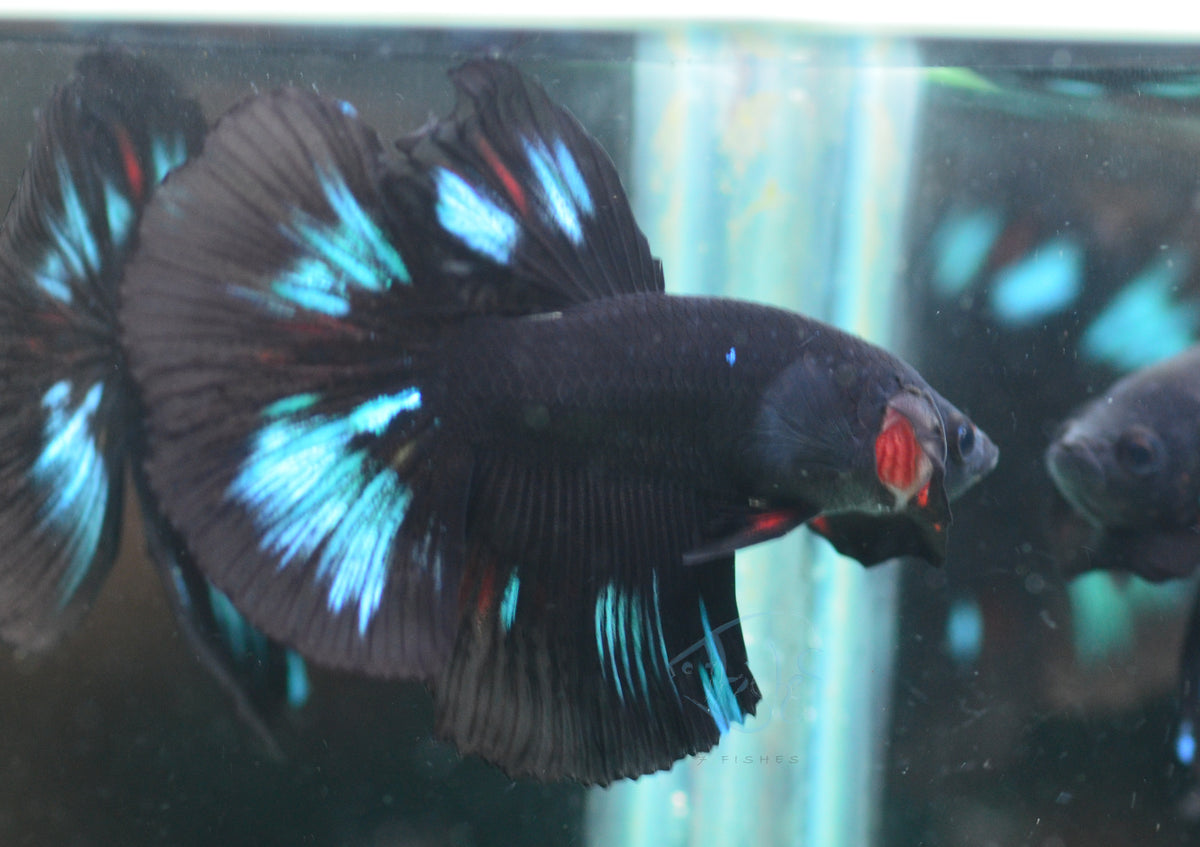Black Light Halfmoon Male