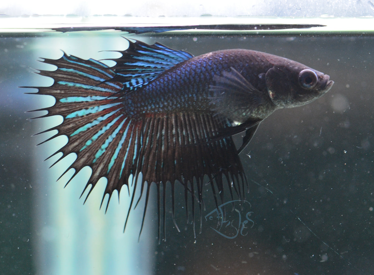 Black Orchid King Crowntail Female