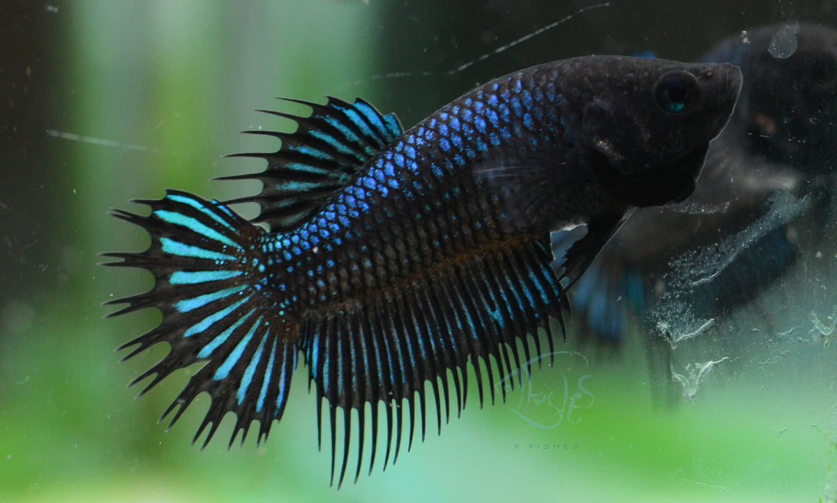 Black Orchid King Crowntail Female