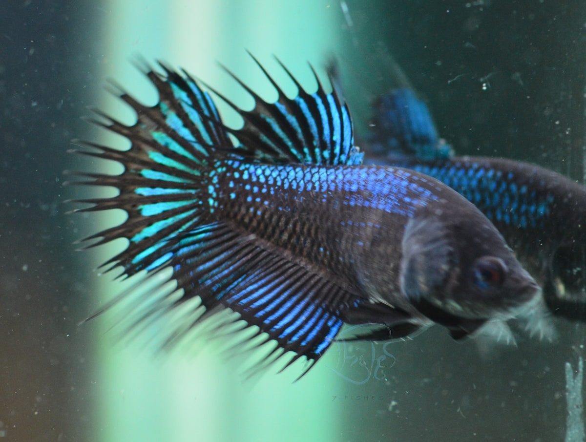 Black Orchid King Crowntail Female