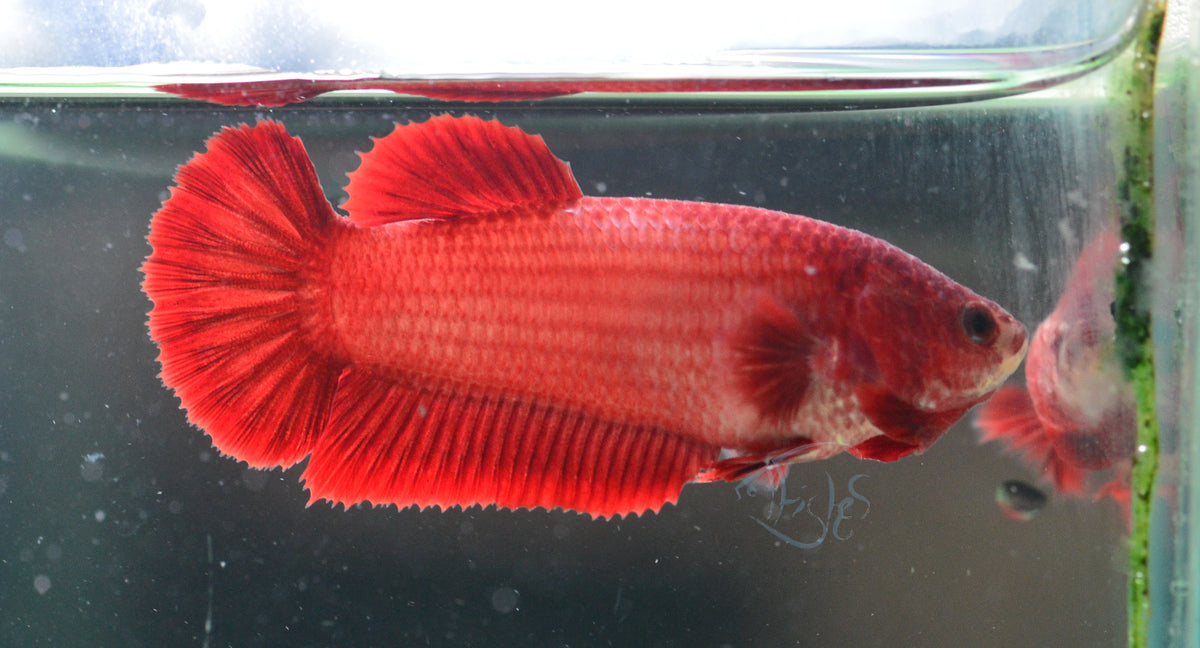 Red HMPK Female
