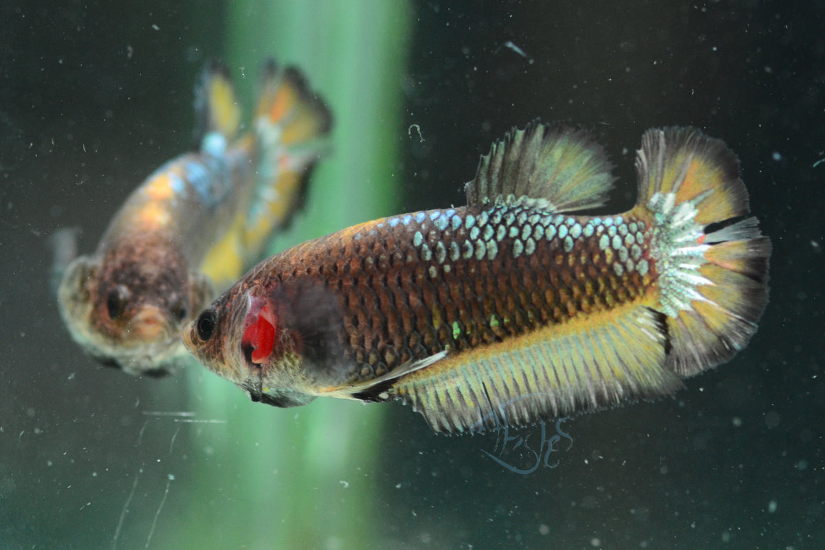 Mustard Fancy HMPK Female