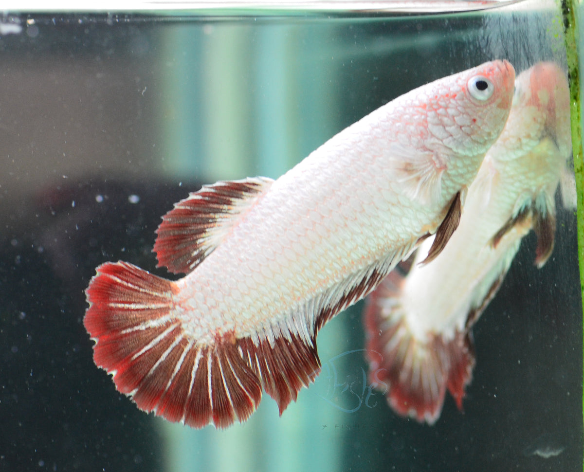 Red Snow Dragon HMPK Female