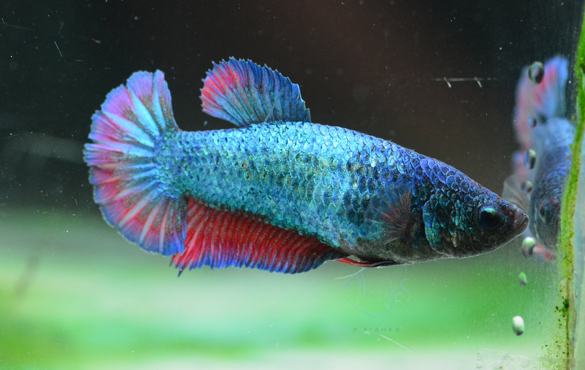 Turquoise Bicolour HMPK Female
