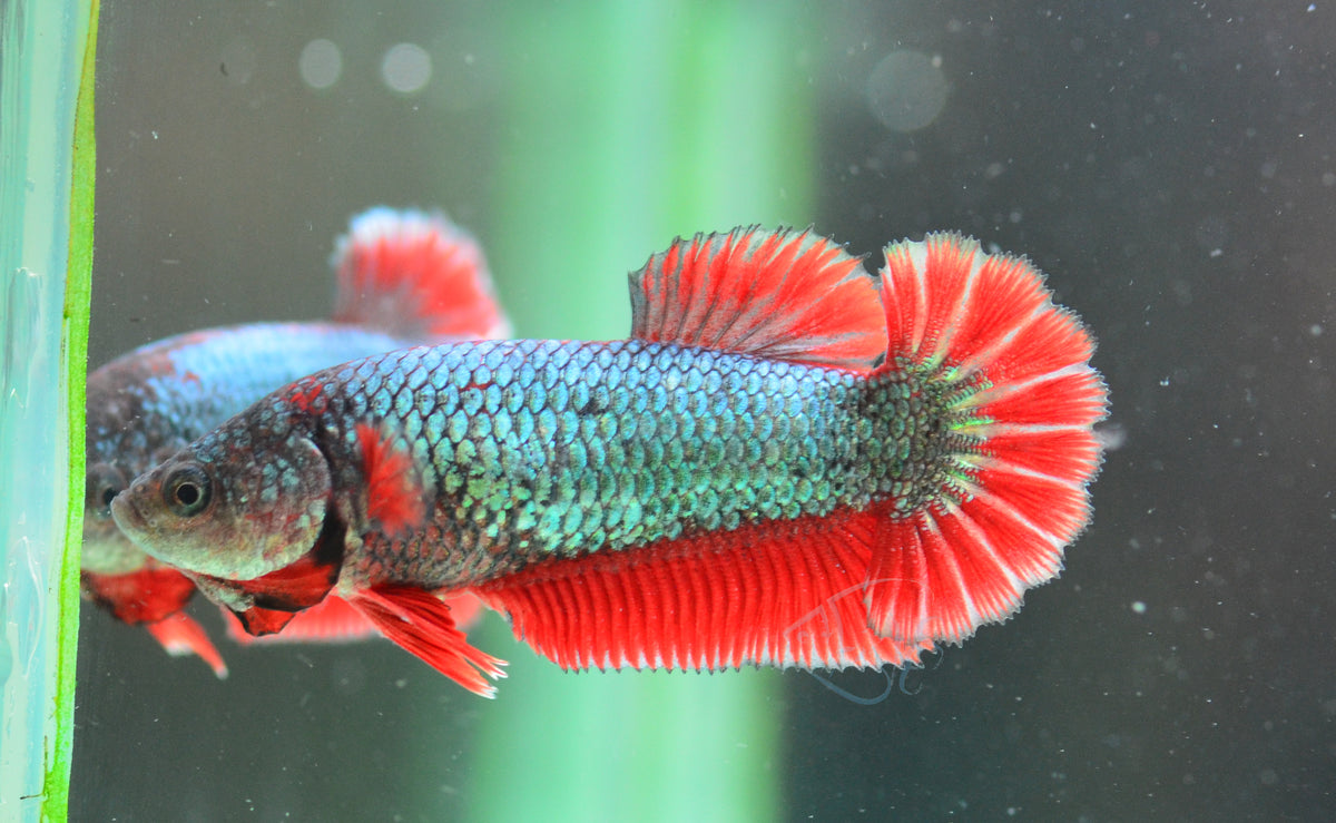 Copper Red HMPK Female