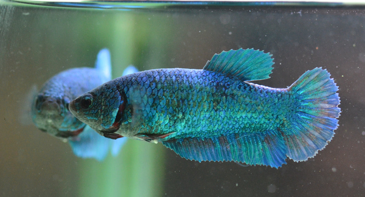 Turquoise HMPK Female