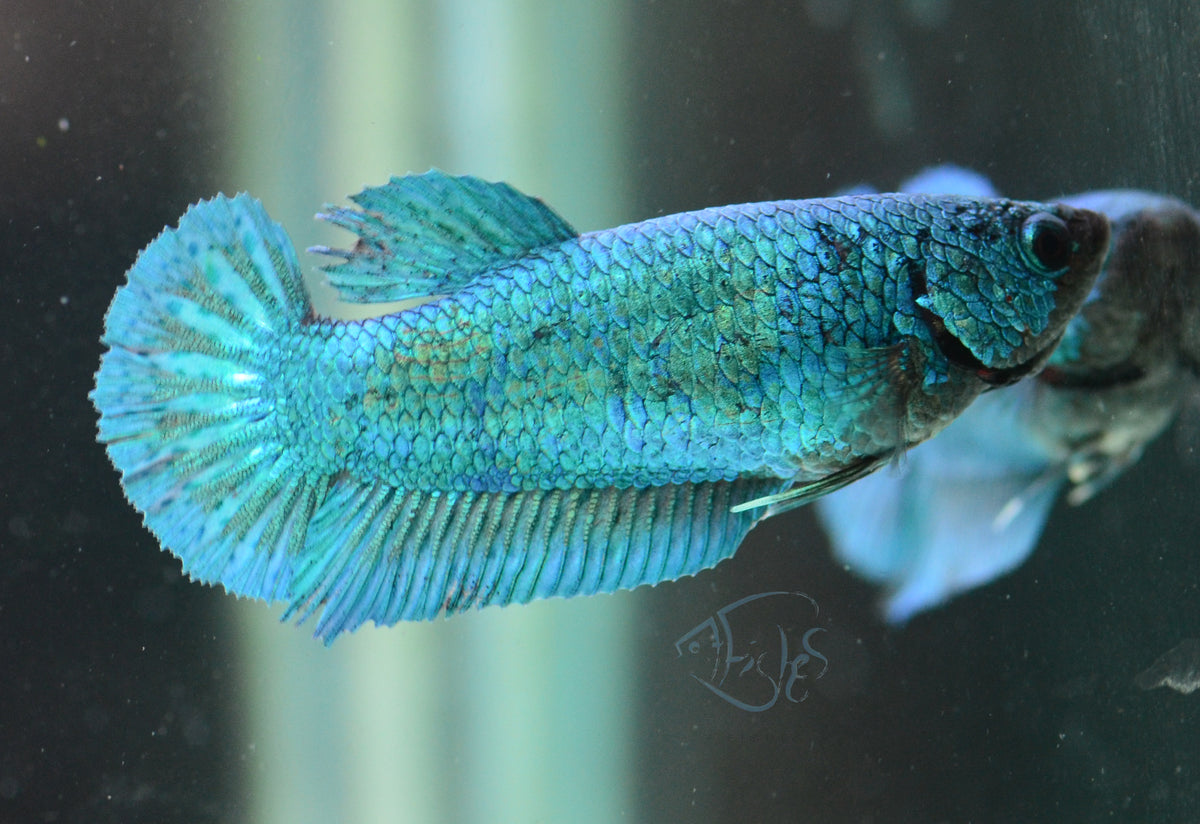 Turquoise HMPK Female