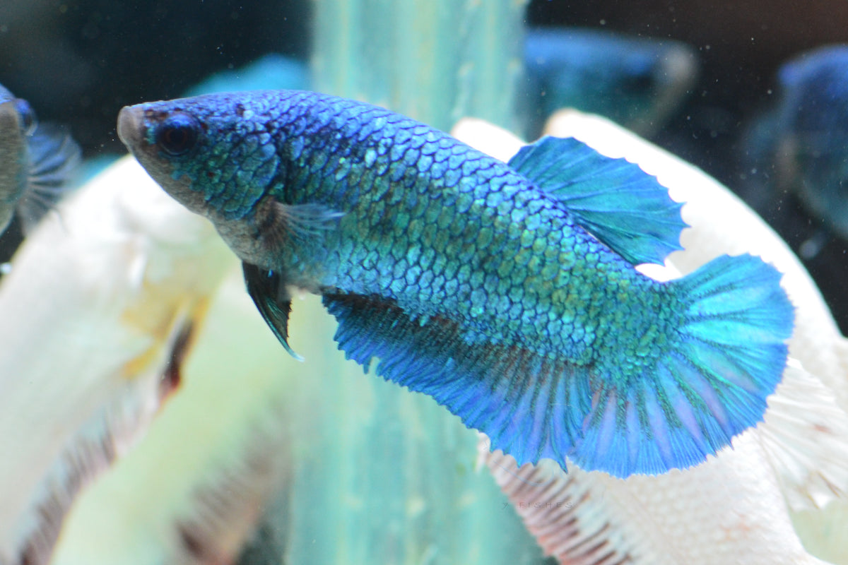 Turquoise HMPK Female