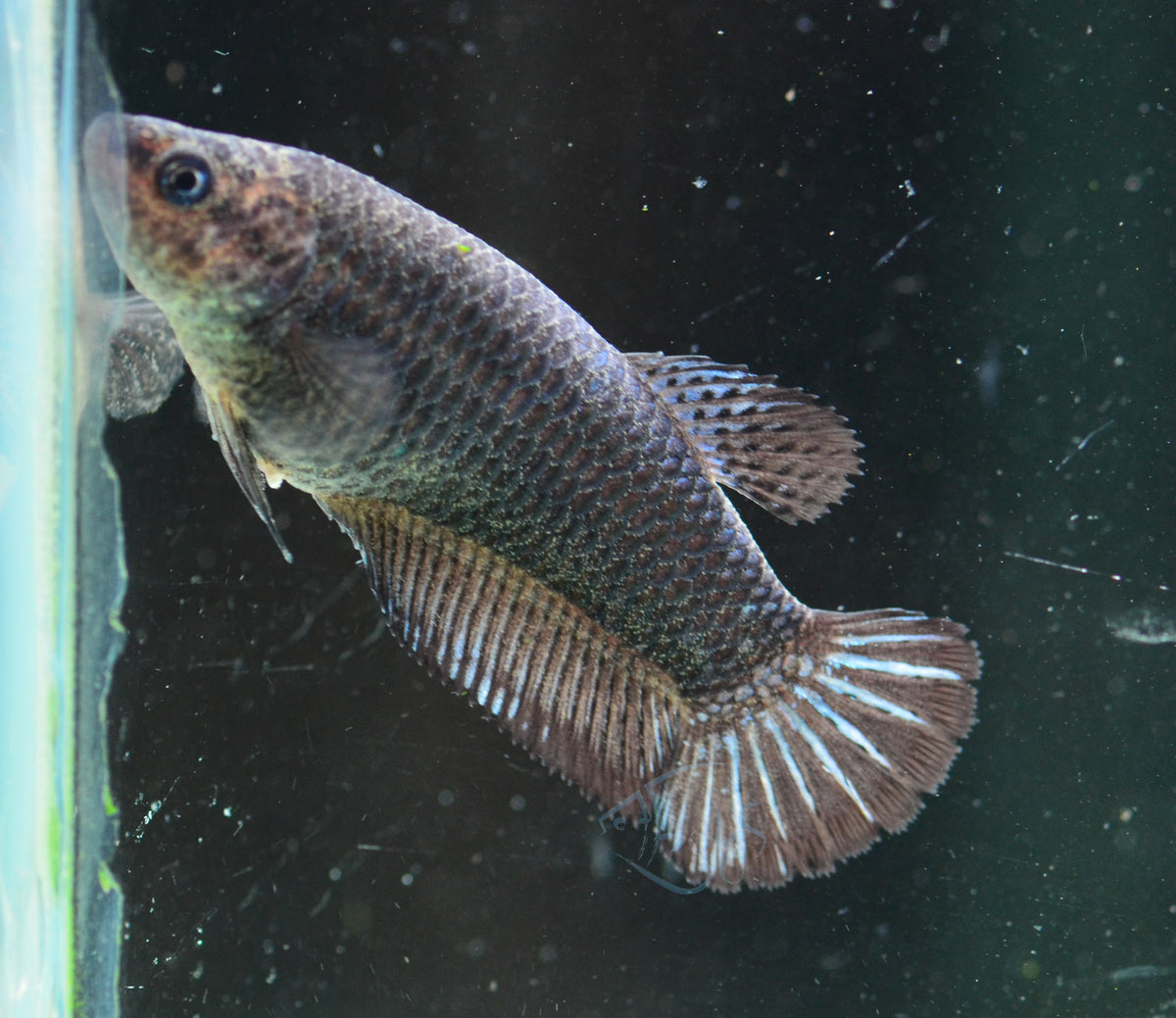 Black HMPK Female