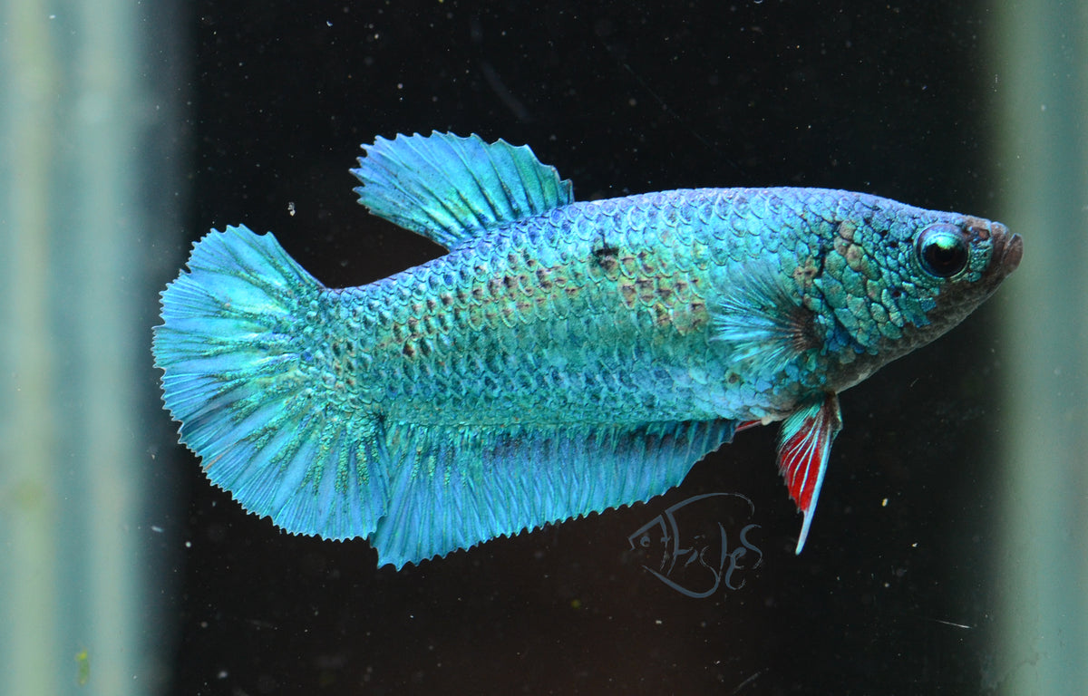 Turquoise HMPK Female