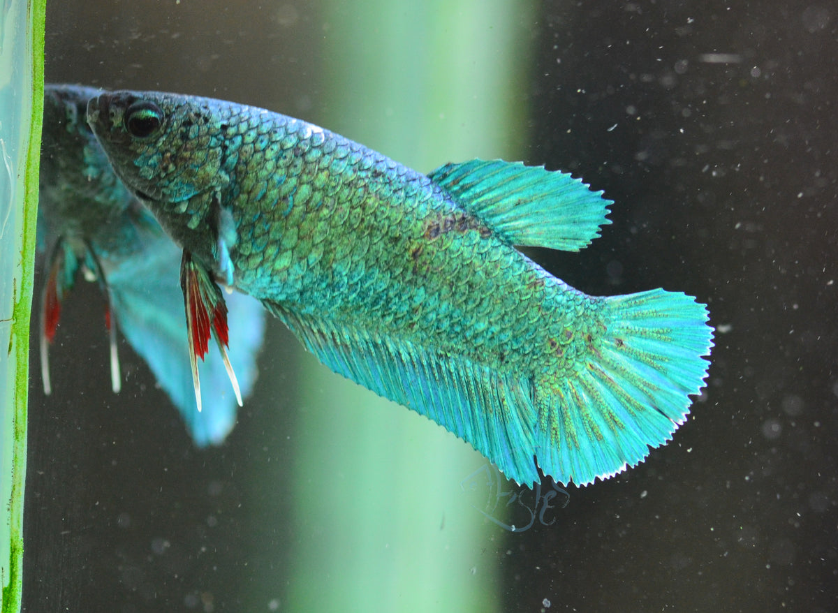 Turquoise HMPK Female