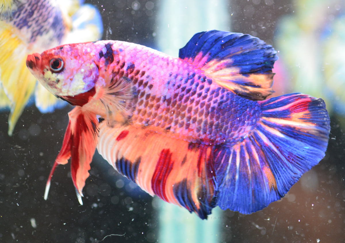Giant Multicolour HMPK Male