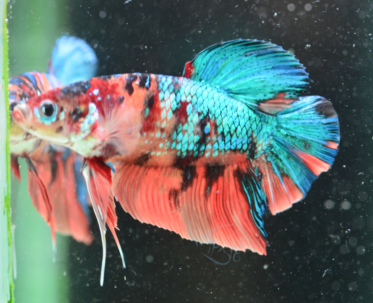 Giant Nemo HMPK Male