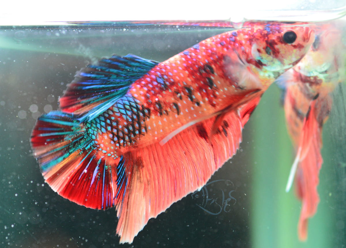 Giant Nemo HMPK Male