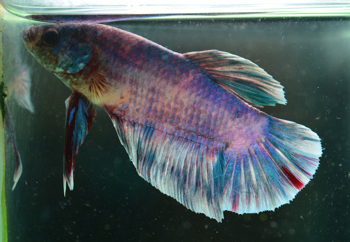 Giant Grizzle HMPK Male