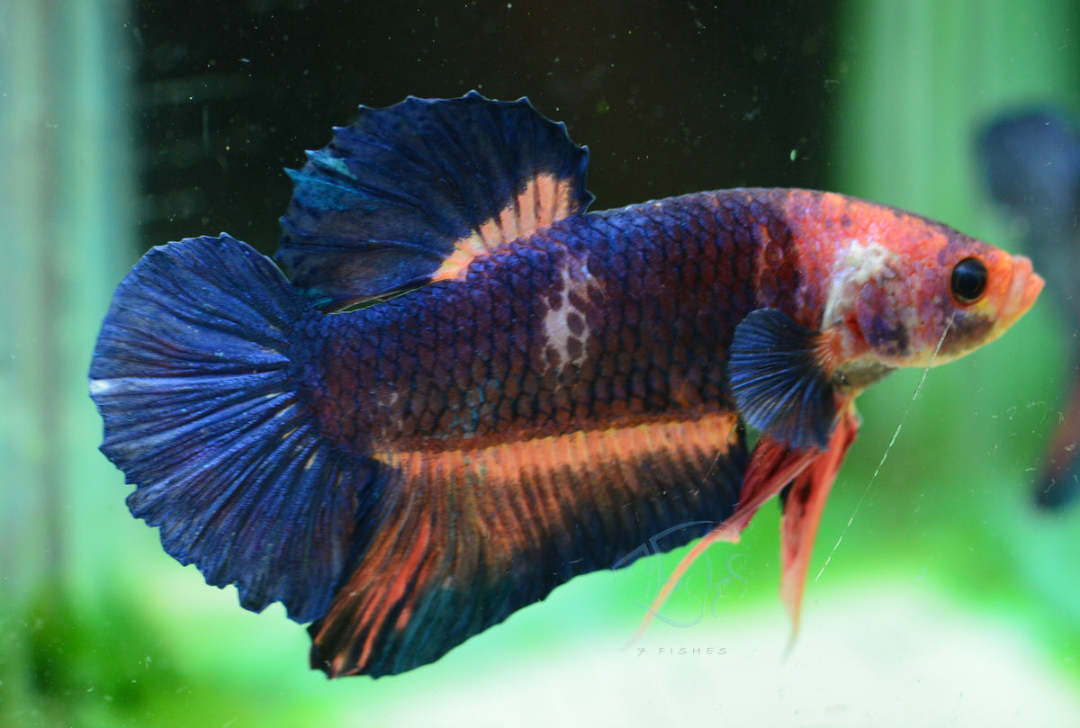 Giant Marble HMPK Male