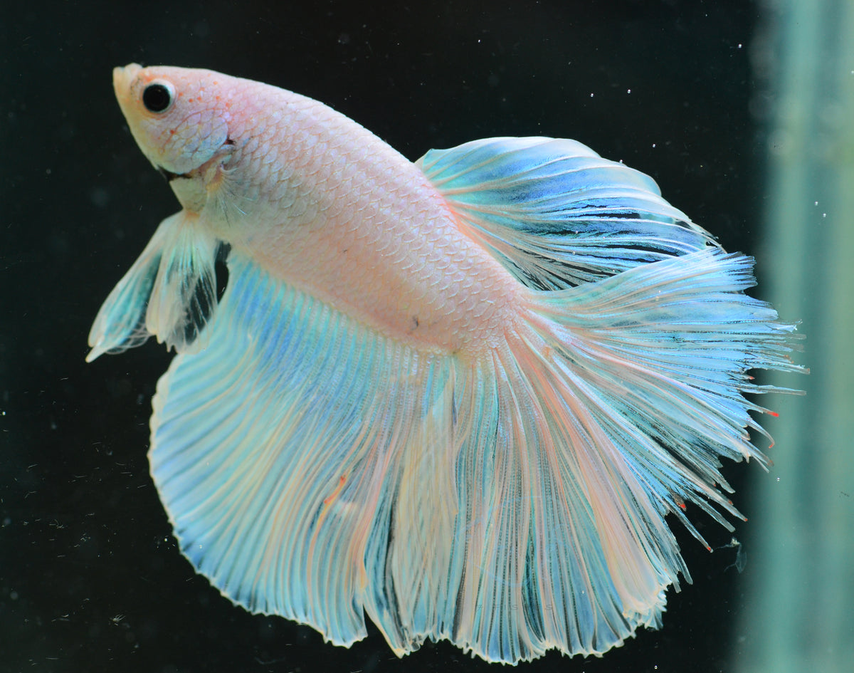 Platinum Halfmoon Male