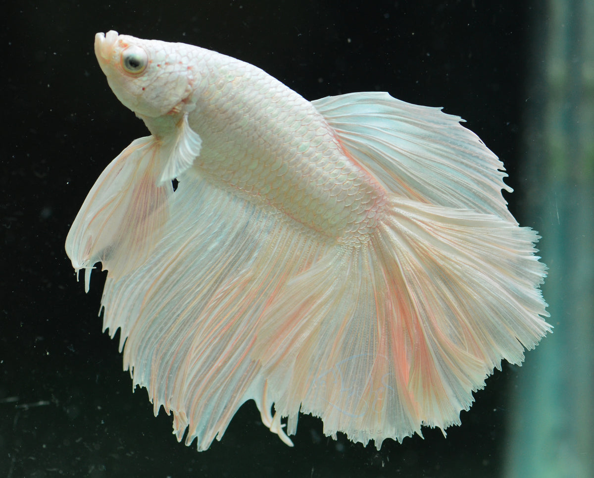 Platinum Halfmoon Male